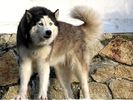 dog_39[1]