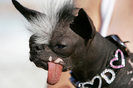 ugly_dogs_01[1]