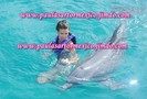 27052611_IPSXLWDID