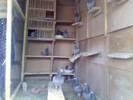 VVLOQTMIESGCNNEQLRO