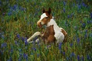 American_Paint_Horse_Lovers