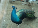 DSC03100