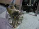 JUNIOARA