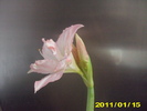 Picture 007