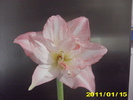 Picture 006