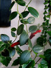 aeschynanthus