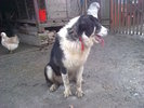 MOLDA