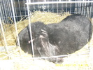 HDP_0065
