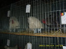 HDP_0072
