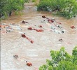 livestock-queensland-floods