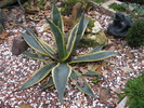 cv. variegata - la exterior decembrie 2010