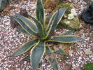 cv. variegata - la exterior decembrie 2010