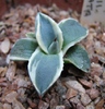 cv. variegata - decembrie 2010