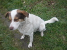 REX