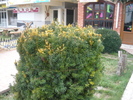 park garden