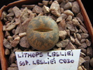 ssp. lesliei C030