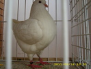 HDP_0060