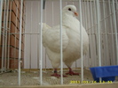 HDP_0061