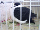 HDP_0064