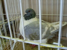 HDP_0067
