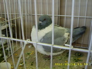 HDP_0068