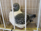 HDP_0074