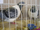 HDP_0075
