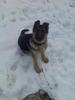 Rex