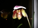 Paphiopedilum inflorit