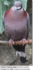 CollaredImperialpigeon