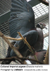 CollaredImperialpigeon2