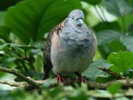 dove,%20bar%20shoulder%20Birdworld%20Kuranda%20AU%202