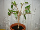 2011 - Ficus benjamin din 2008