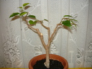 Ficus 2007