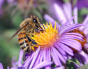 759px-European_honey_bee_extracts_nectar