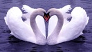 31122-1366x768-Love_Sign