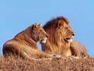 African%20Lions