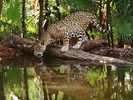 African_Jaguar_-_Watering