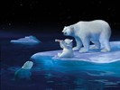 Bear_Drink_A_Coca_Colla