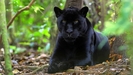 dark-eyes