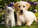 Kittens_&_Puppies_05_05_ccnan