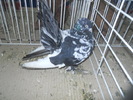 DSCN1453