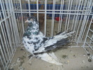 DSCN1455