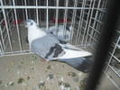 DSCN1466