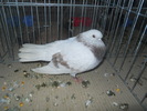 DSCN1515
