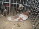 DSCN1517