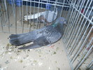 DSCN1525
