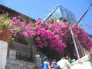 Bougainvillea, Grecia