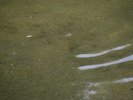 2009_0806sfish0080