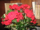 gloxinia